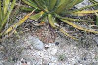 pa_823_thelocactus_bueckii.jpg